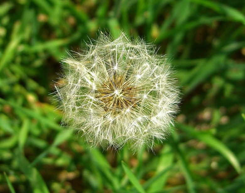 Free stock image of Solitary Dandelion created by bonnie l. mahaffey