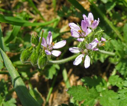 Weeds of Beauty