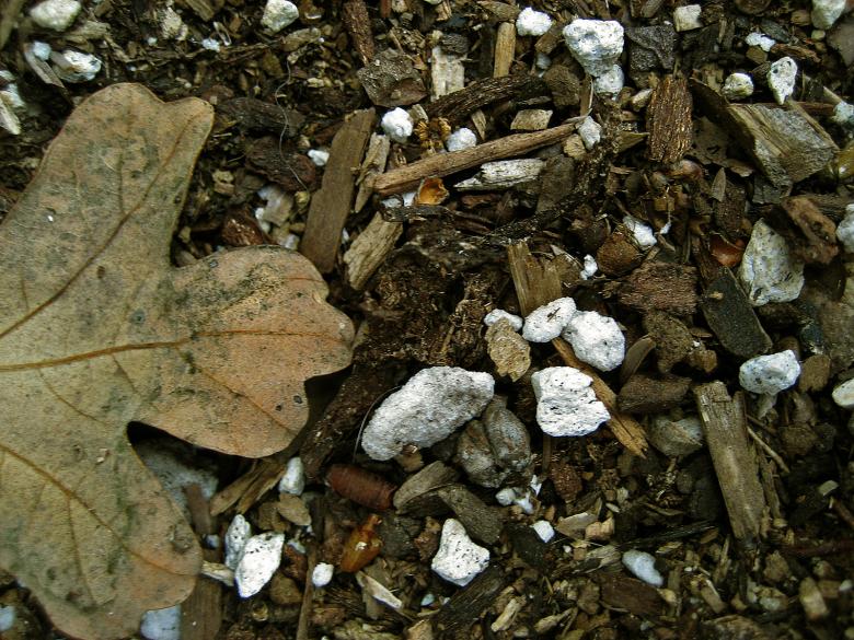 Free stock image of Leaf, Rocks, &amp; Wood Chips created by bonnie l. mahaffey