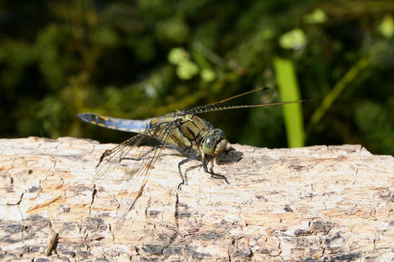 Free stock image of Dragon-Fly created by joe turner