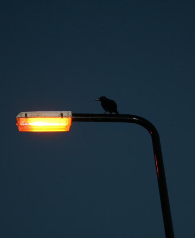 Free stock image of Crow on Lampost created by jan turner