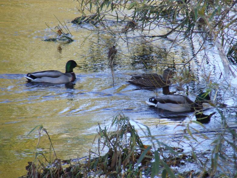 Free stock image of Ducks created by tony smith