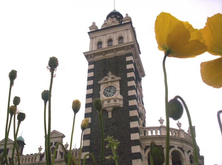 Free stock image of Tall Poppy Syndrome created by Peter Alexander Robb