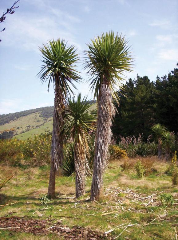 Free stock image of A Source of Fructrose created by Peter Alexander Robb