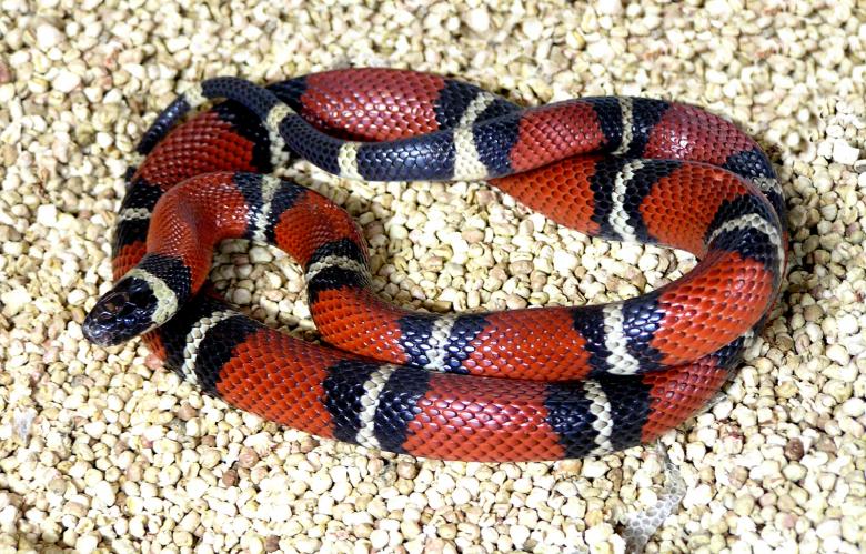 Free stock image of Snake created by felipe