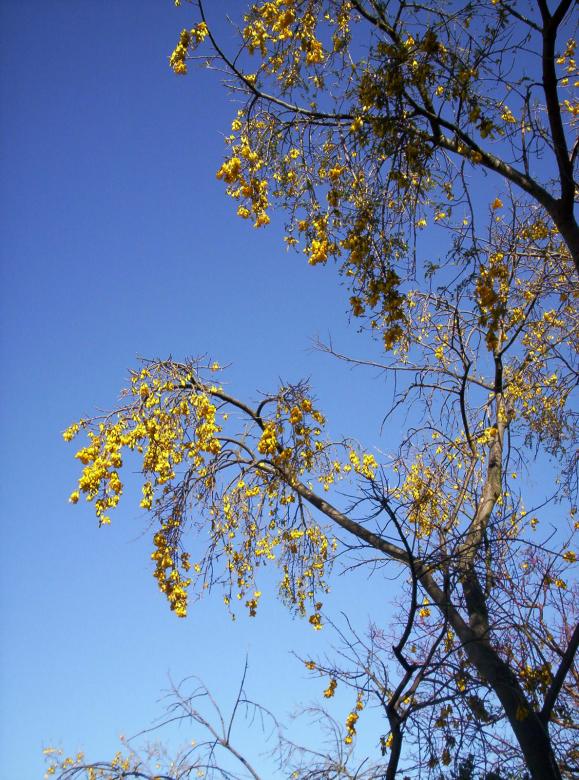 Free stock image of Sophora Low Angle created by Peter Alexander Robb
