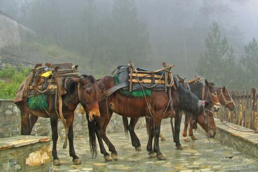 Tired Horses - Free Stock Photo