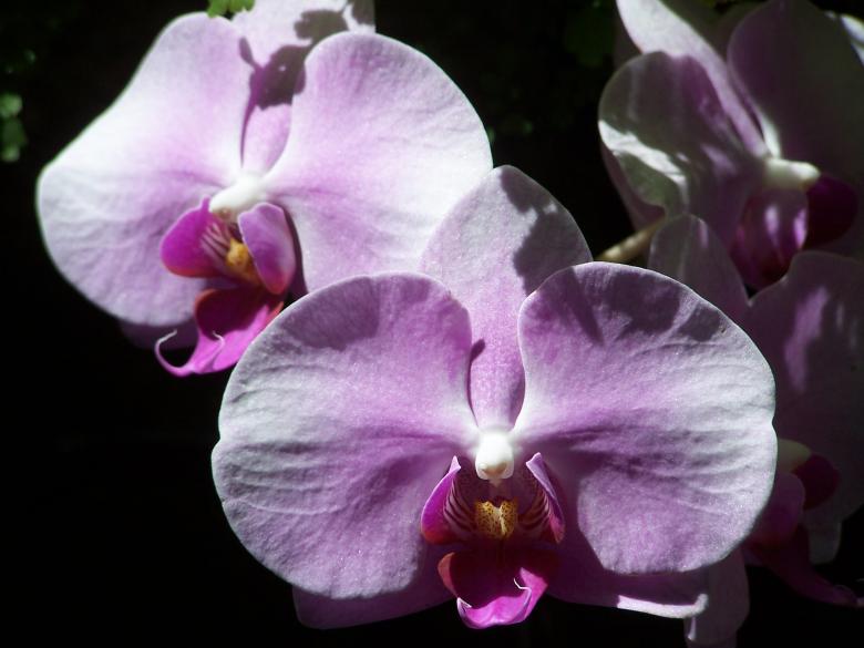 Free stock image of Orchid Perfection created by kimberly rintz