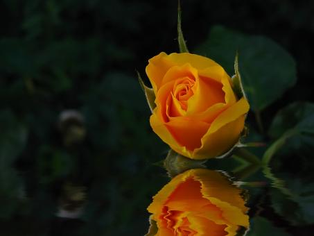 For You - Free Stock Photo