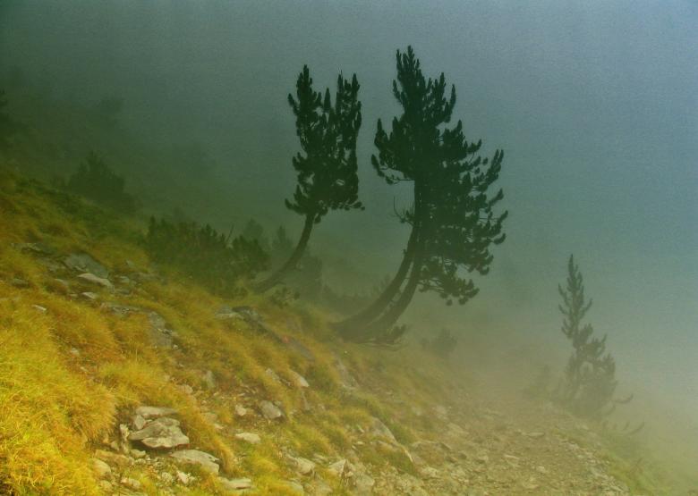 Free stock image of Uncompromising created by korneliya georgieva