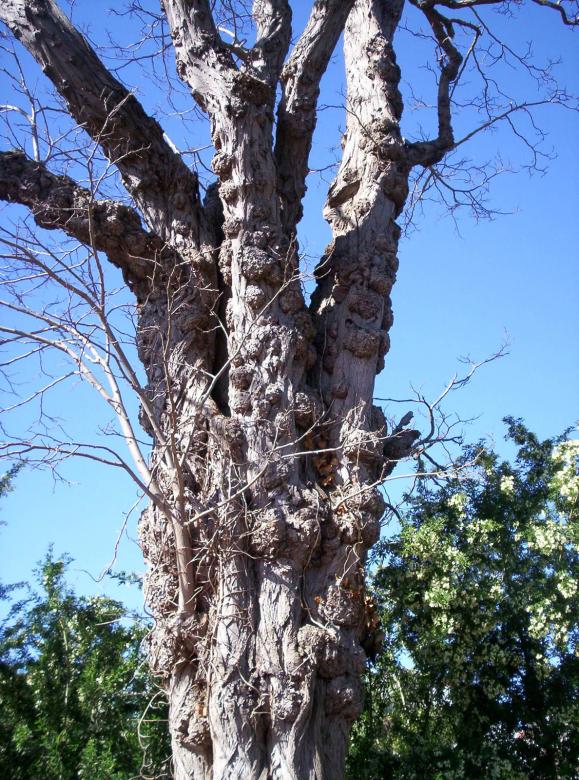 Free stock image of Old Knobbly created by Peter Alexander Robb