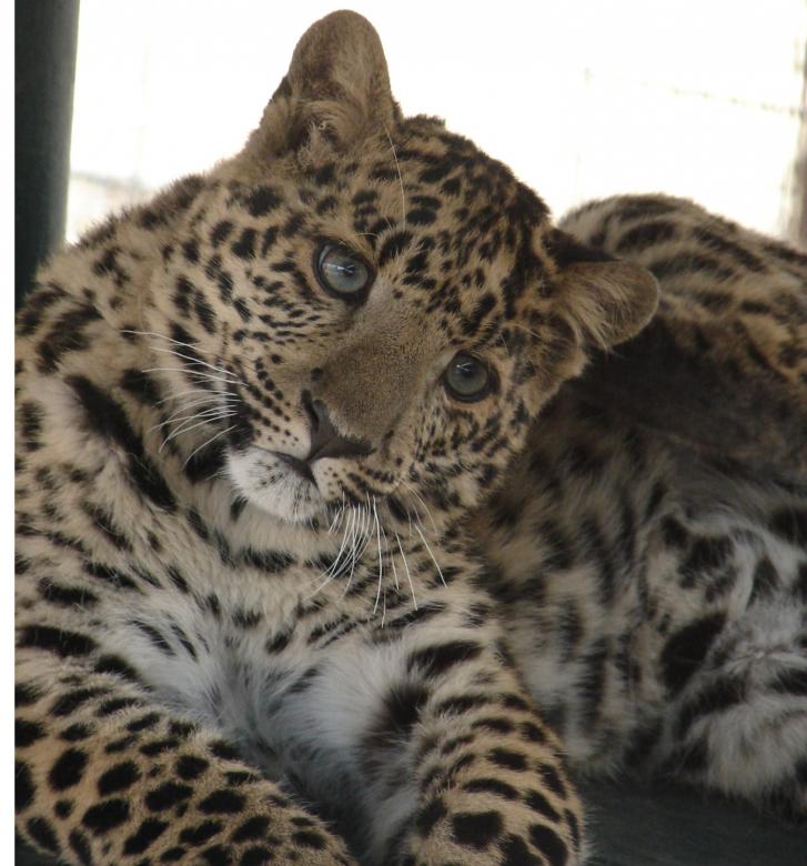 Free stock image of Curious leopard created by kristy gordon
