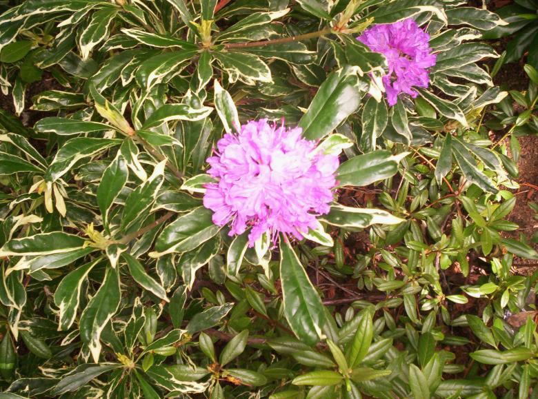 Free stock image of Varigated Rhododendron created by Peter Alexander Robb