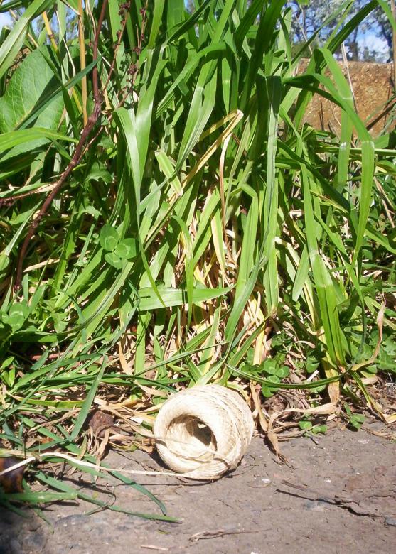Free stock image of String in the grass created by Peter Alexander Robb