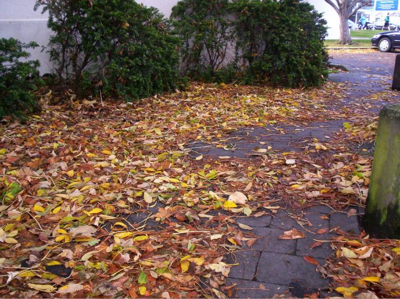 Free stock image of Leaves created by Peter Alexander Robb