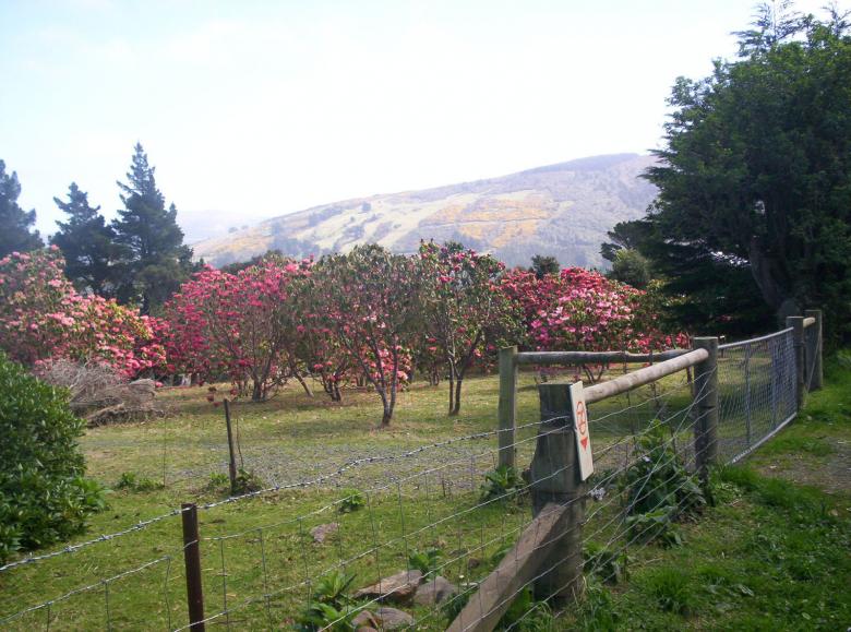 Free stock image of Bennets created by Peter Alexander Robb