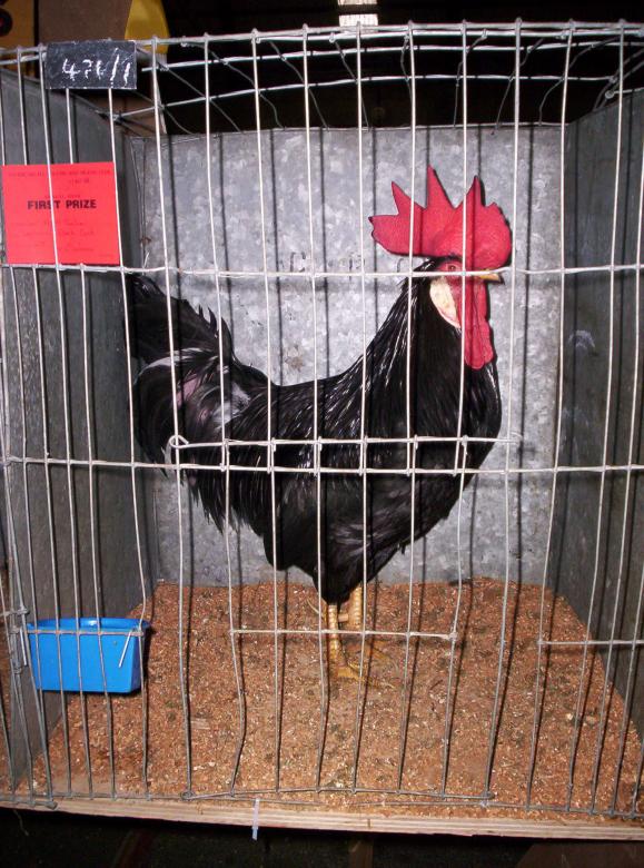 Free stock image of Black Leghorn Cock created by Peter Alexander Robb