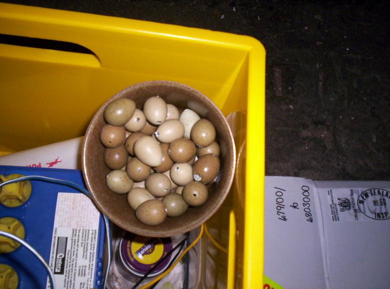 Free stock image of Quail Eggs created by Peter Alexander Robb