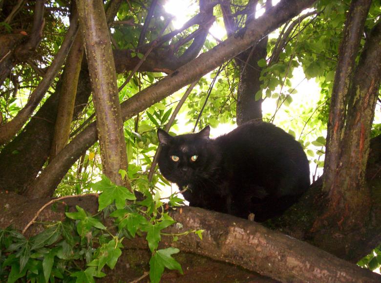 Free stock image of Framed  Familiar created by Peter Alexander Robb