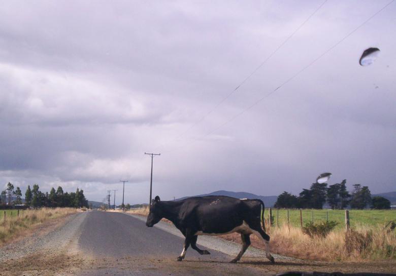 Free stock image of A Friesian Cow... created by Peter Alexander Robb