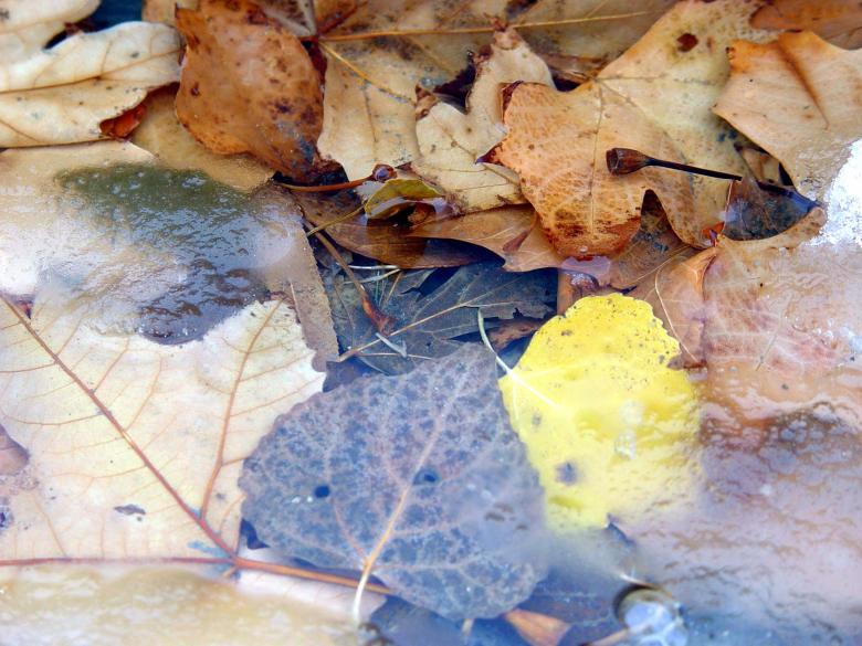 Free stock image of Leaves under Ice created by sue steinberg