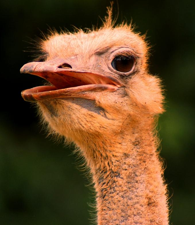 Free stock image of Long Neck created by requel legaspino