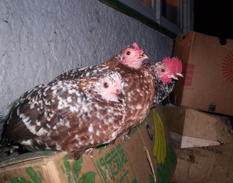 Free stock image of Spangles created by Peter Alexander Robb