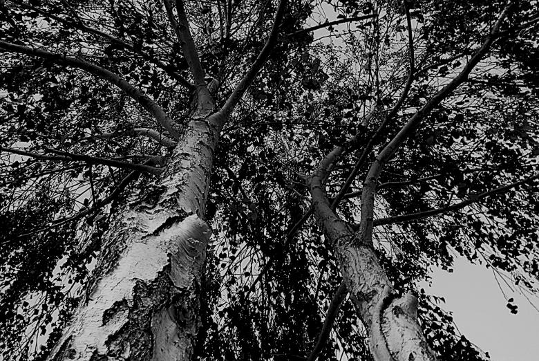 Free stock image of Autumn to Fall created by j. l. johnson