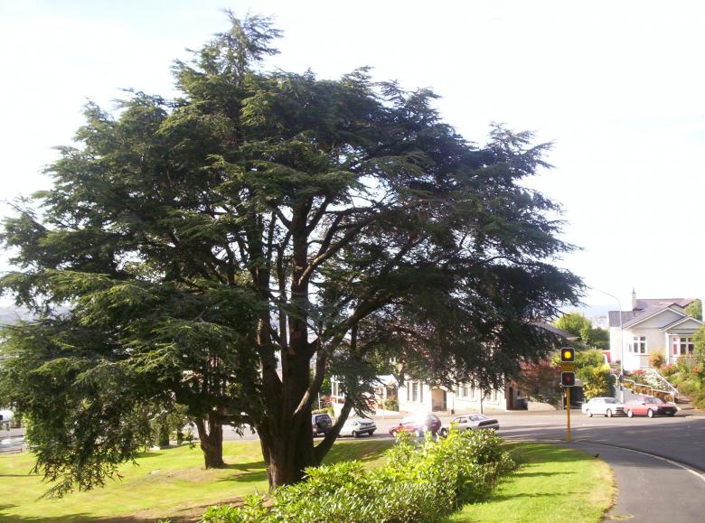 Free stock image of Old Tree created by Peter Alexander Robb