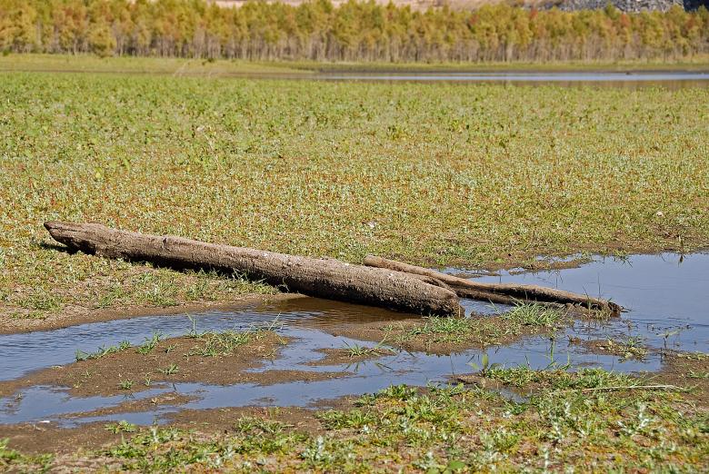 Free stock image of Fallen Remnant created by j. l. johnson