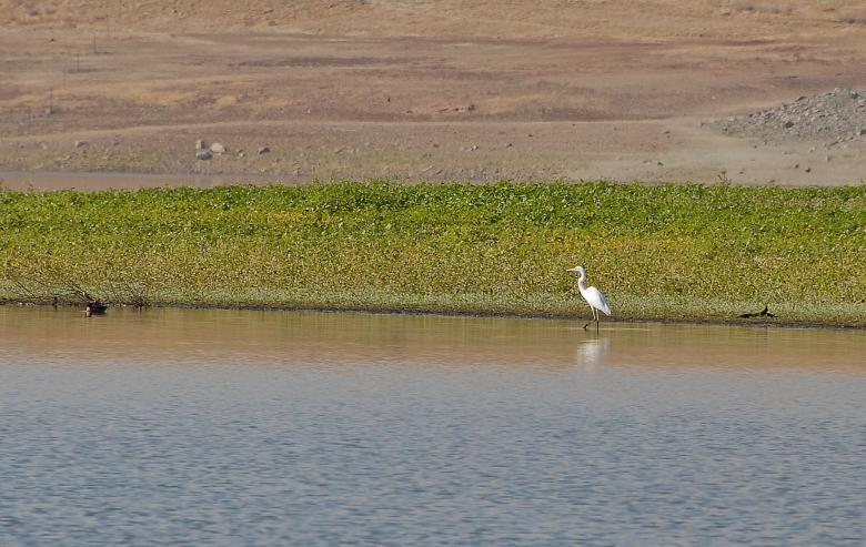 Free stock image of Lone Heron created by j. l. johnson