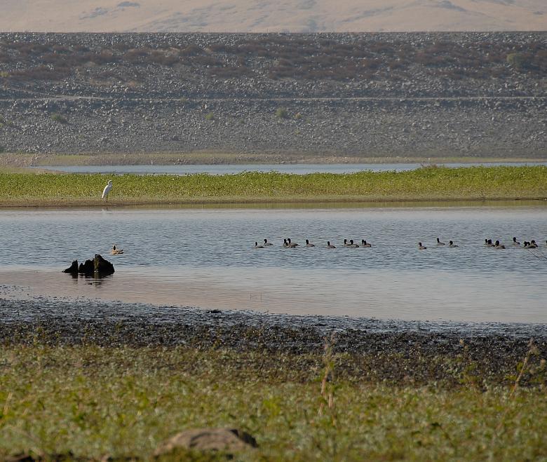 Free stock image of Heron &amp; Friends created by j. l. johnson