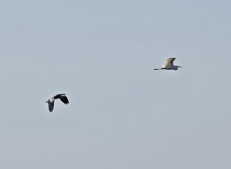 Free stock image of Chase of the Herons created by j. l. johnson