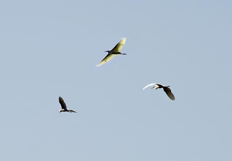 Free stock image of Flight of the Herons created by j. l. johnson