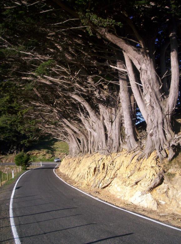 Free stock image of Macrocarpa Dominant created by Peter Alexander Robb