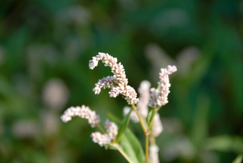Free stock image of Lake Weed created by j. l. johnson