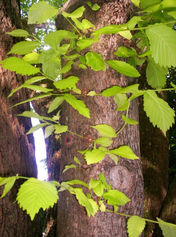 Free stock image of Fresh Foliage created by Peter Alexander Robb