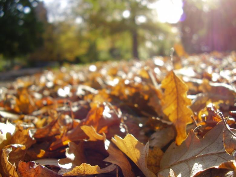 Free stock image of Leaf Bed created by andrew faulkner
