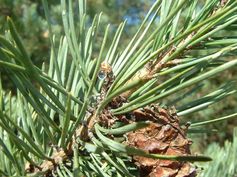 Free stock image of Pine Cone Sap created by kimberly phirman