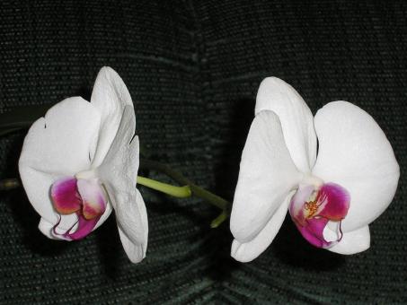 Phalaenopsis Orchid - Free Stock Photo