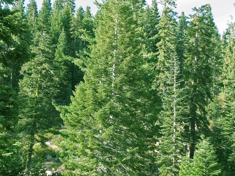 Free stock image of Pine Trees created by bonnie l. mahaffey