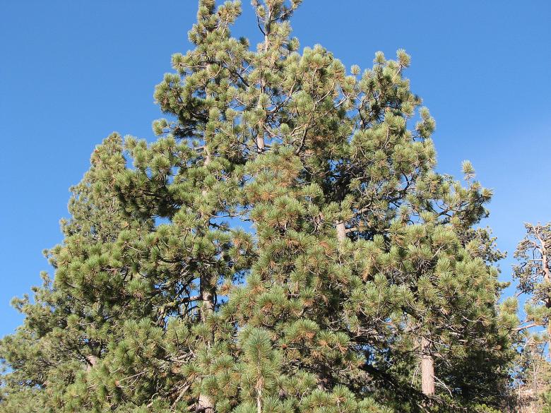 Free stock image of Pine Tree created by bonnie l. mahaffey