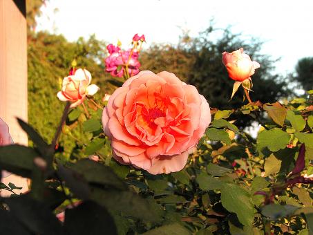Free Stock Photo of Pink Rose