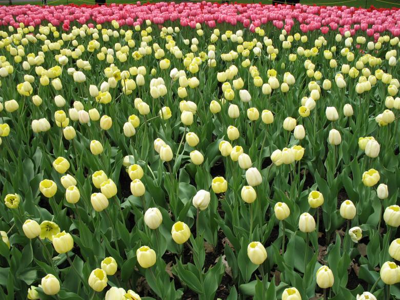 Free stock image of Ottawa Tulips created by yabin ge