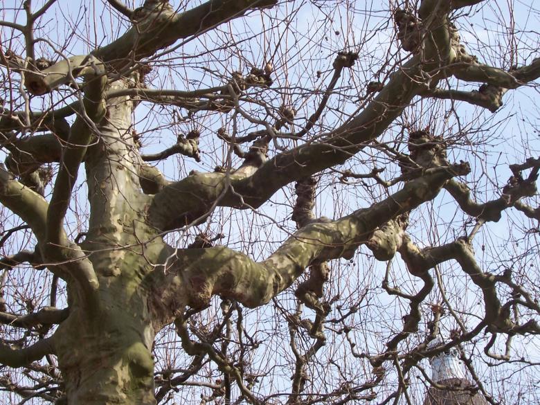 Free stock image of Play of branches created by ivana dragojevic