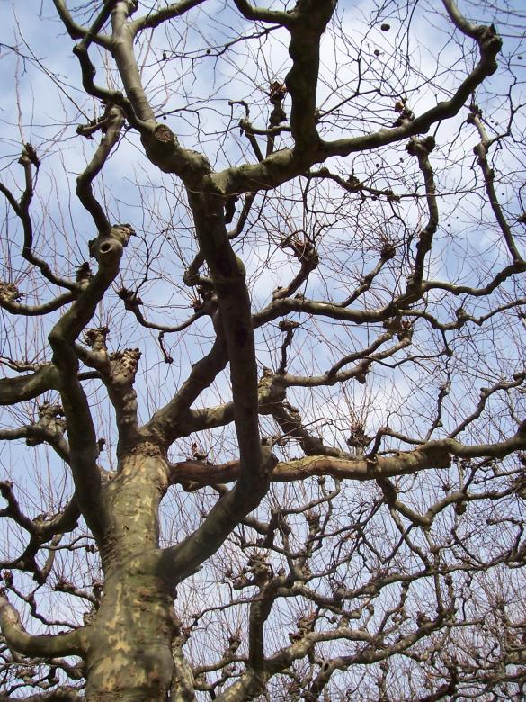 Free stock image of Play of branches II created by ivana dragojevic