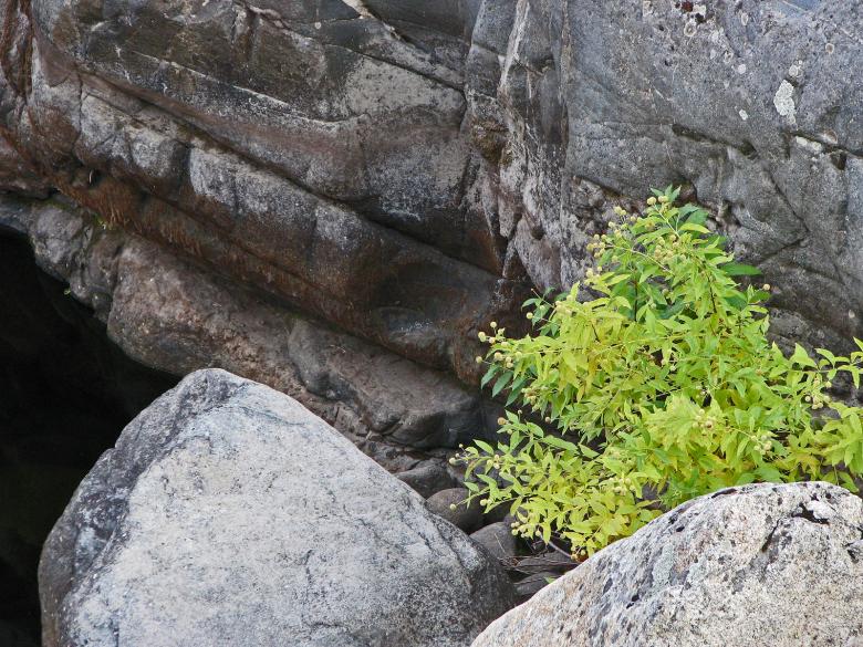Free stock image of Plants and Boulders created by bonnie l. mahaffey