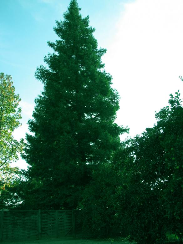 Free stock image of Tall Pine Tree created by bonnie l. mahaffey