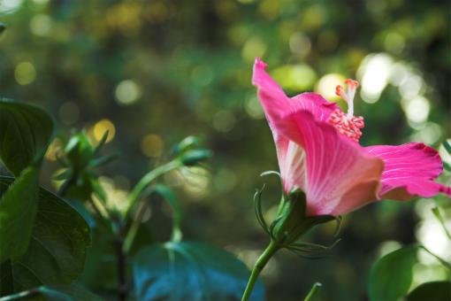 Flower - Free Stock Photo