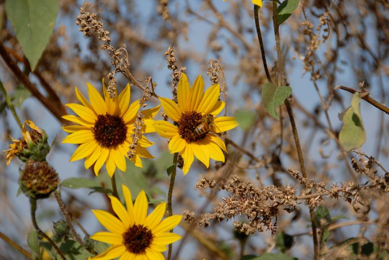 Free stock image of Busy Bee created by j. l. johnson